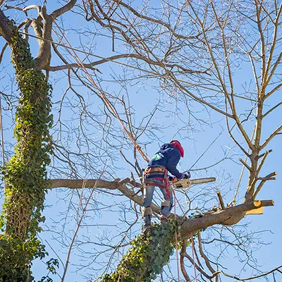 CTA élagage d'arbres