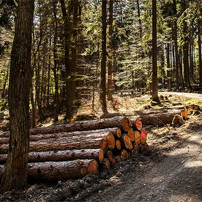 CTA pour besoin de travaux forestiers