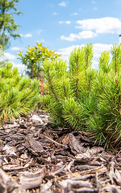 Paillage dans un aménagement extérieur en Vendée