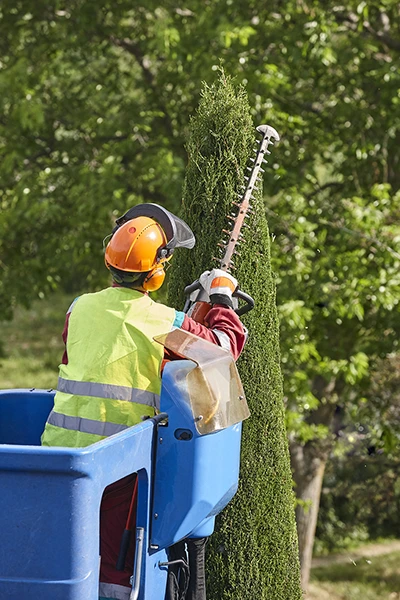 Taille et élagage d'arbres en Vendée