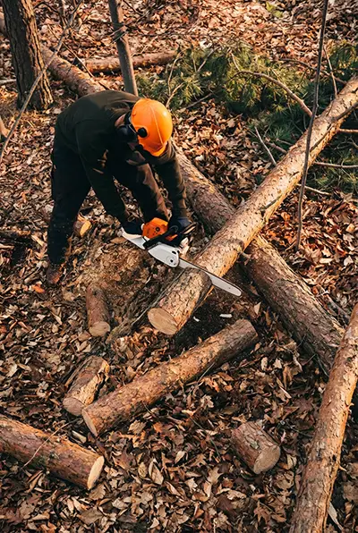 Travaux forestiers en Vendée